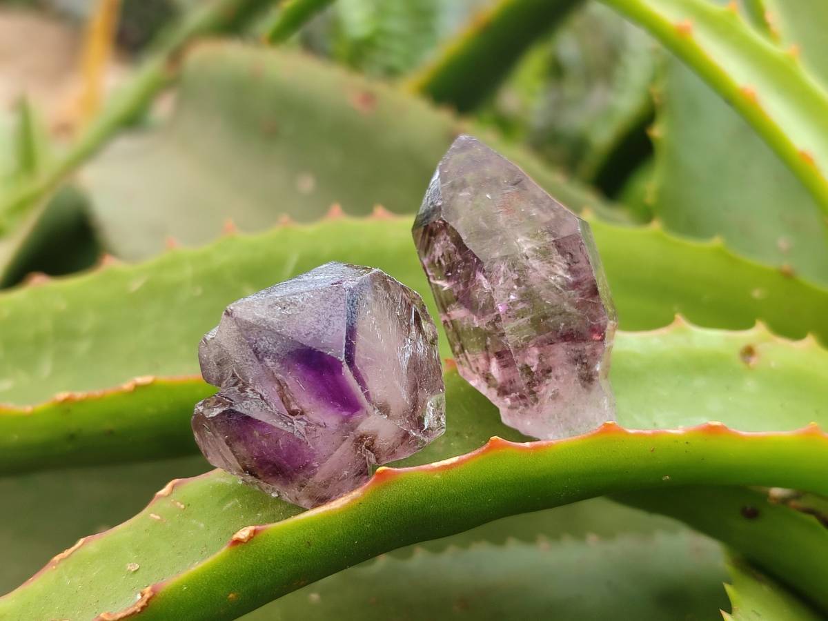 Natural Window Amethyst Crystals x 20 From Chiredzi, Zimbabwe - Toprock Gemstones and Minerals 