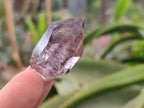 Natural Window Amethyst Crystals x 20 From Chiredzi, Zimbabwe - Toprock Gemstones and Minerals 