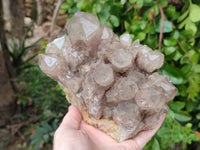 Natural Smokey Phantom Quartz Cluster x 1 From Luena, Congo