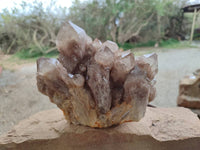 Natural Smokey Phantom Quartz Cluster x 1 From Luena, Congo