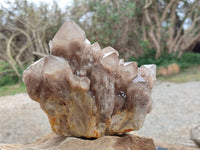 Natural Smokey Phantom Quartz Cluster x 1 From Luena, Congo