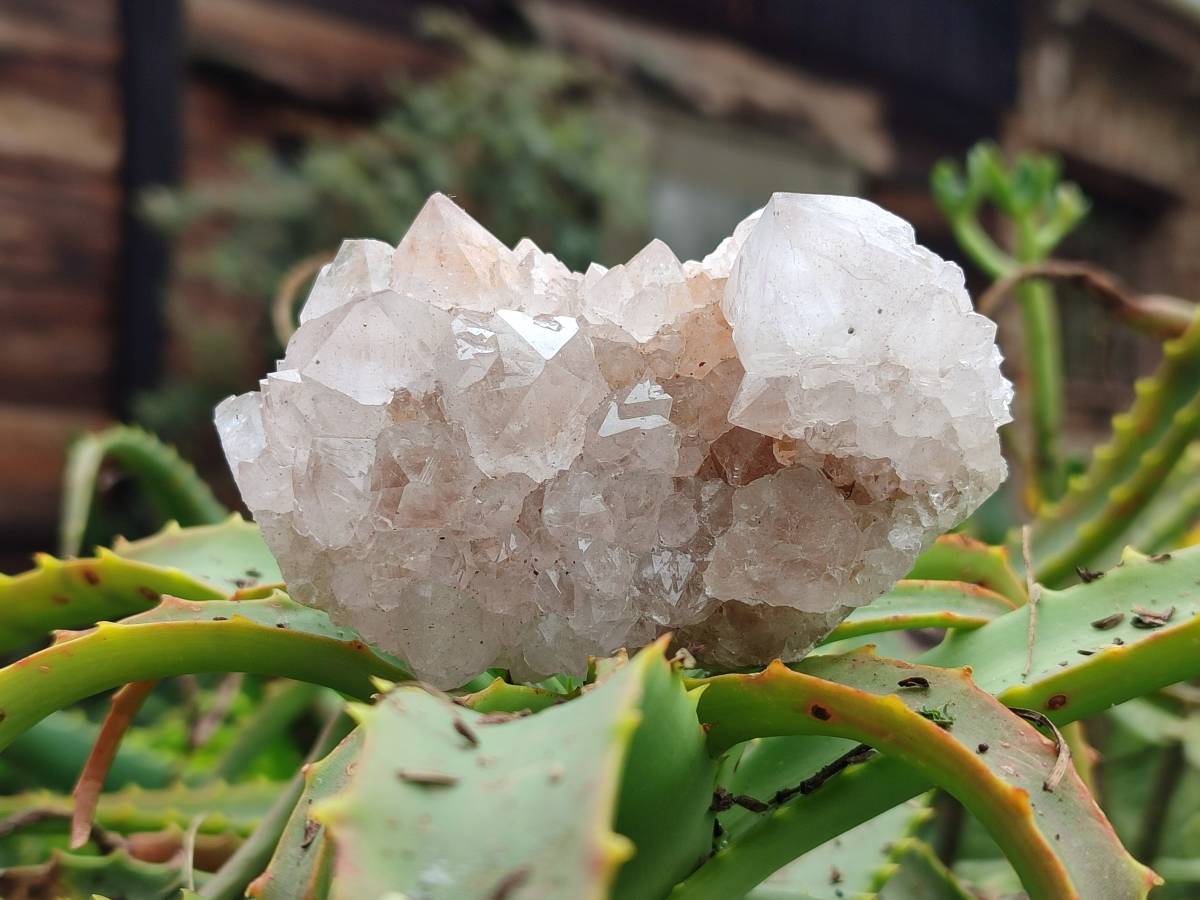 Natural Amethyst Spirit Quartz Clusters x 6 From Boekenhouthoek, South Africa - Toprock Gemstones and Minerals 