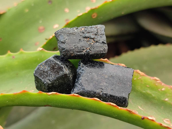 Natural Alluvial Schorl Black Tourmaline Crystals x 1.53 Kg Lot From Zimbabwe