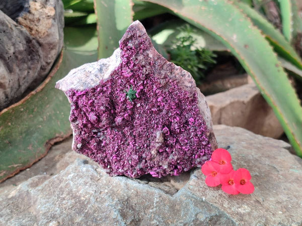 Natural Salrose Cobaltion Dolomite with Malachite Specimen x 1 From Kakanda, Congo - Toprock Gemstones and Minerals 