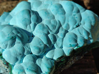 Natural Malachite Malacolla Botryoidal Chrysocolla Specimens x 2 From Kulukuluku, Congo