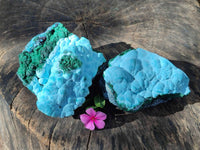 Natural Malachite Malacolla Botryoidal Chrysocolla Specimens x 2 From Kulukuluku, Congo