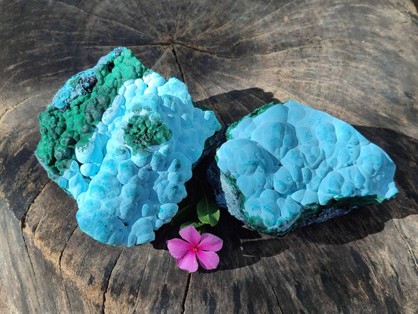 Natural Malachite Malacolla Botryoidal Chrysocolla Specimens x 2 From Kulukuluku, Congo