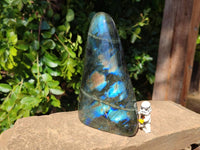 Polished Labradorite Standing Free Forms x 2 From Tulear, Madagascar