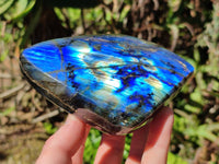 Polished Labradorite Standing Free Forms x 2 From Tulear, Madagascar