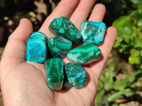 Polished Malacolla Free Forms x 35 From Kalukundi Mine, Congo