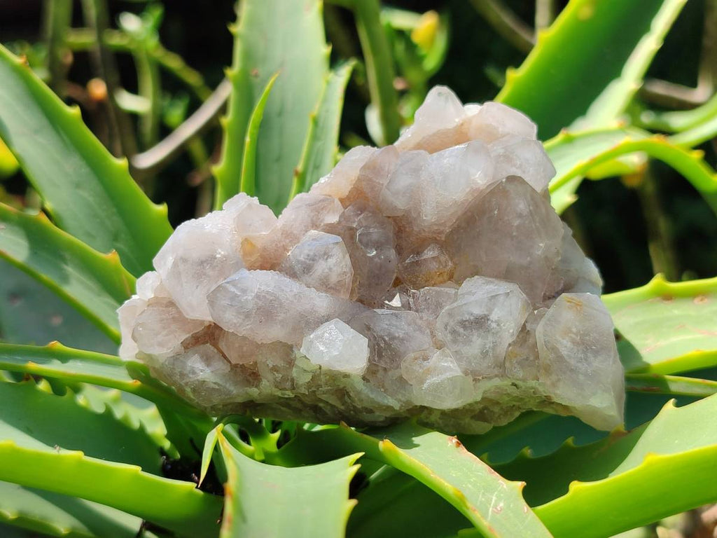 Natural Golden Limonite Spirit Quartz Clusters x 9 From Boekenhouthoek, South Africa - Toprock Gemstones and Minerals 