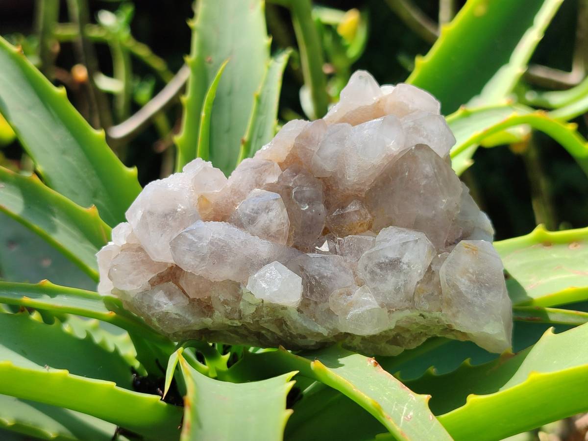 Natural Golden Limonite Spirit Quartz Clusters x 9 From Boekenhouthoek, South Africa - Toprock Gemstones and Minerals 