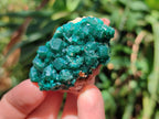 Natural Dioptase On Dolomite Specimens x 12 From Likasi, Congo - Toprock Gemstones and Minerals 
