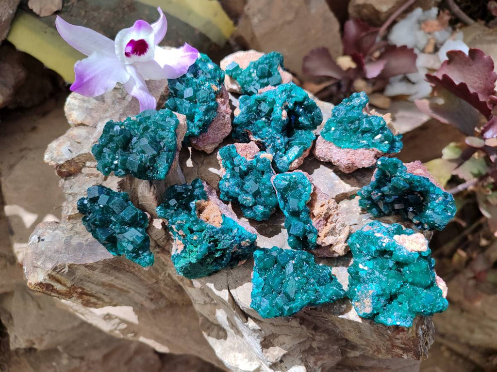 Natural Dioptase On Dolomite Specimens x 12 From Likasi, Congo - Toprock Gemstones and Minerals 