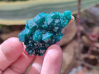 Natural Dioptase On Dolomite Specimens x 12 From Likasi, Congo - Toprock Gemstones and Minerals 