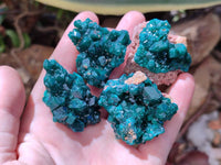 Natural Dioptase On Dolomite Specimens x 12 From Likasi, Congo