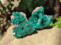 Natural Dioptase On Dolomite Specimens x 12 From Likasi, Congo