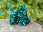 Natural Dioptase On Dolomite Specimens x 12 From Likasi, Congo - Toprock Gemstones and Minerals 