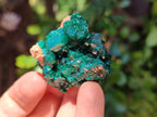 Natural Dioptase On Dolomite Specimens x 12 From Likasi, Congo - Toprock Gemstones and Minerals 