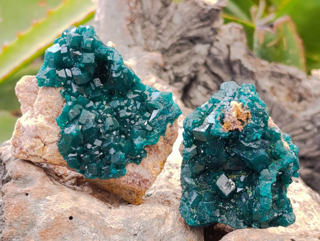 Natural Dioptase On Dolomite Specimens x 6 From Likasi, Congo - Toprock Gemstones and Minerals 