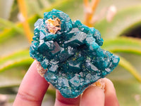Natural Dioptase On Dolomite Specimens x 6 From Likasi, Congo