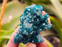 Natural Dioptase On Dolomite Specimens x 6 From Likasi, Congo