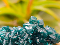 Natural Dioptase On Dolomite Specimens x 6 From Likasi, Congo
