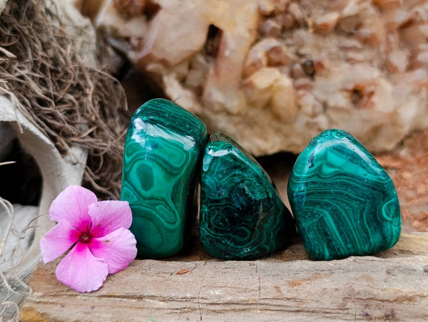 Polished Flower Banded Malachite Free Forms x 20 From Congo