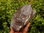 Natural Smokey Quartz Crystals x 2 From Mulanje, Malawi - Toprock Gemstones and Minerals 