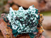 Natural Drusy Coated Malacolla On Dolomite Specimens x 5 From Congo