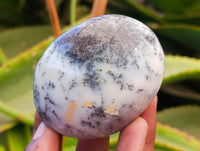 Polished Dendritic White Opal Palm Stones x 12 From Madagascar