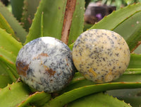 Polished Dendritic White Opal Palm Stones x 12 From Madagascar