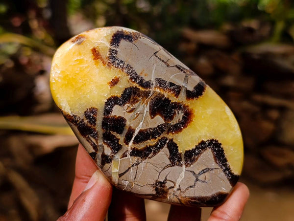 Polished Septerye Towers x 6 From Mahajanga, Madagascar