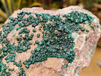 Natural Crystalline Ball Malachite and Drusy Quartz On Dolomite Matrix Specimens x 1 From Kambove, Congo