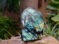 Polished Labradorite Standing Free Forms x 2 From Tulear, Madagascar