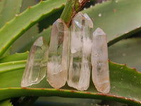 Natural Quartz Crystals x 65 From Zimbabwe - Toprock Gemstones and Minerals 