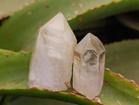 Natural Quartz Crystals x 65 From Zimbabwe - Toprock Gemstones and Minerals 