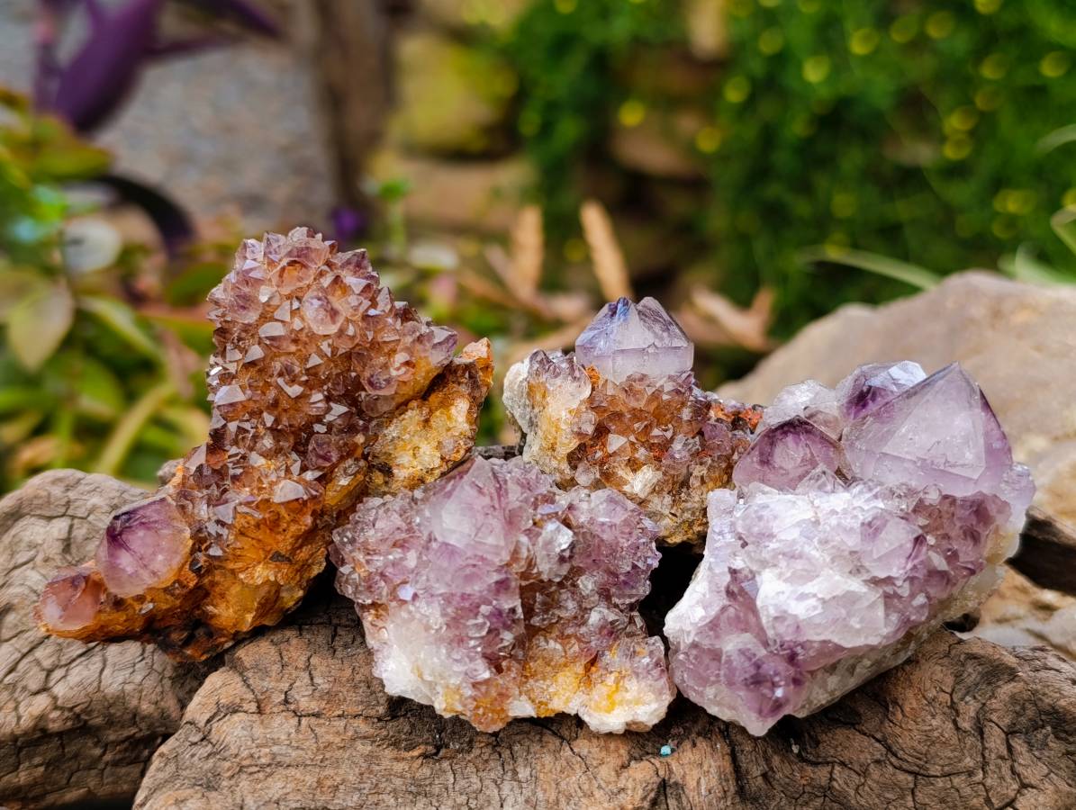 Natural Amethyst Spirit Quartz Clusters x 17 From Boekenhouthoek, South Africa - Toprock Gemstones and Minerals 