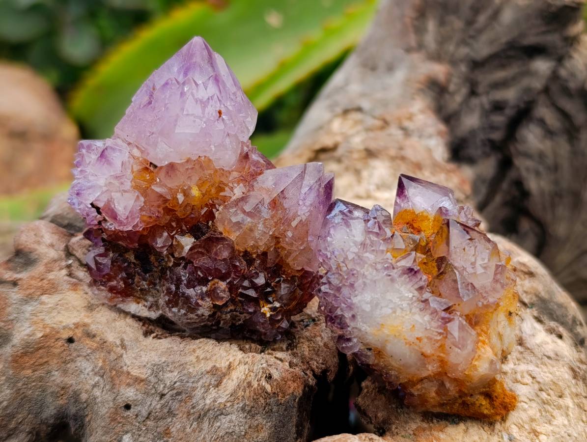 Natural Amethyst Spirit Quartz Clusters x 17 From Boekenhouthoek, South Africa - Toprock Gemstones and Minerals 