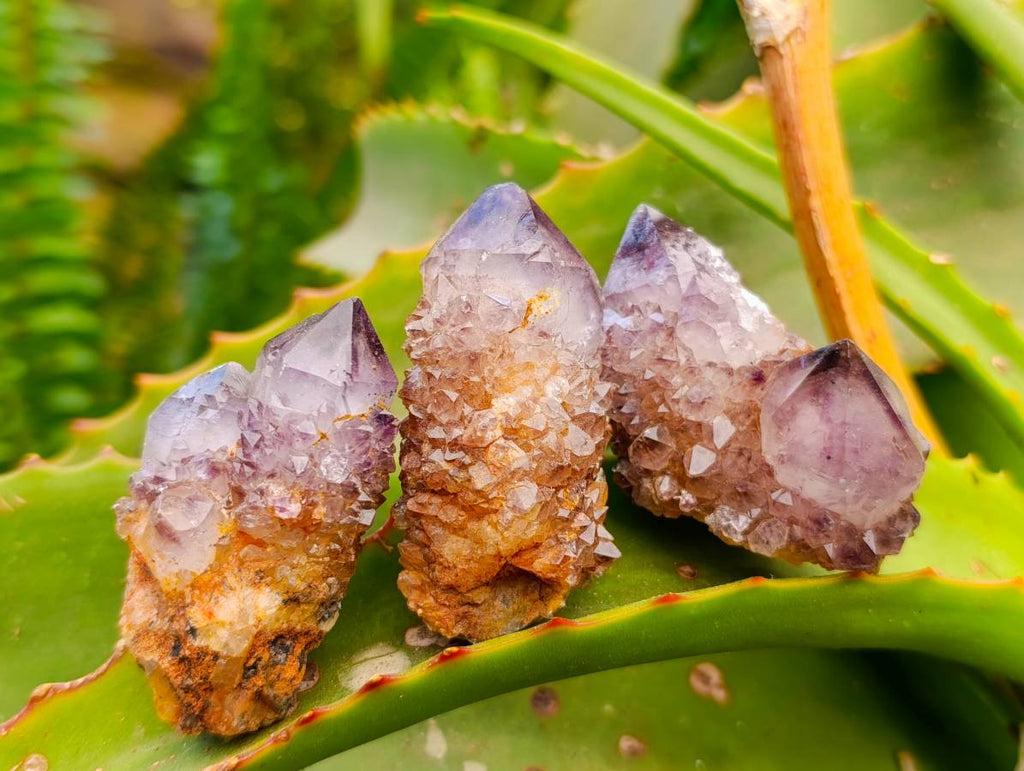 Natural Amethyst Spirit Quartz Clusters x 17 From Boekenhouthoek, South Africa - Toprock Gemstones and Minerals 