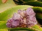 Natural Amethyst Spirit Quartz Clusters x 17 From Boekenhouthoek, South Africa - Toprock Gemstones and Minerals 