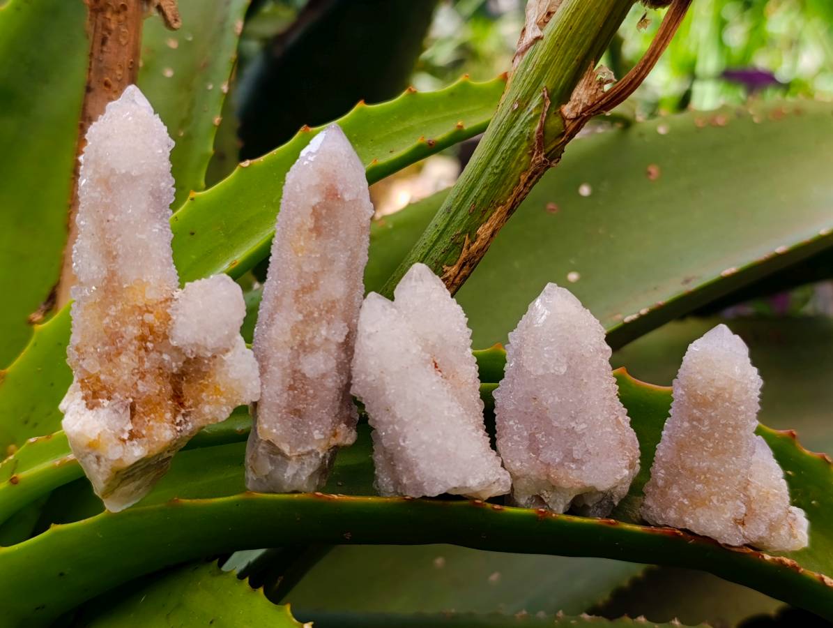 Natural Fairy Spirit Quartz Clusters x 20 From Boekenhouthoek, South Africa - Toprock Gemstones and Minerals 
