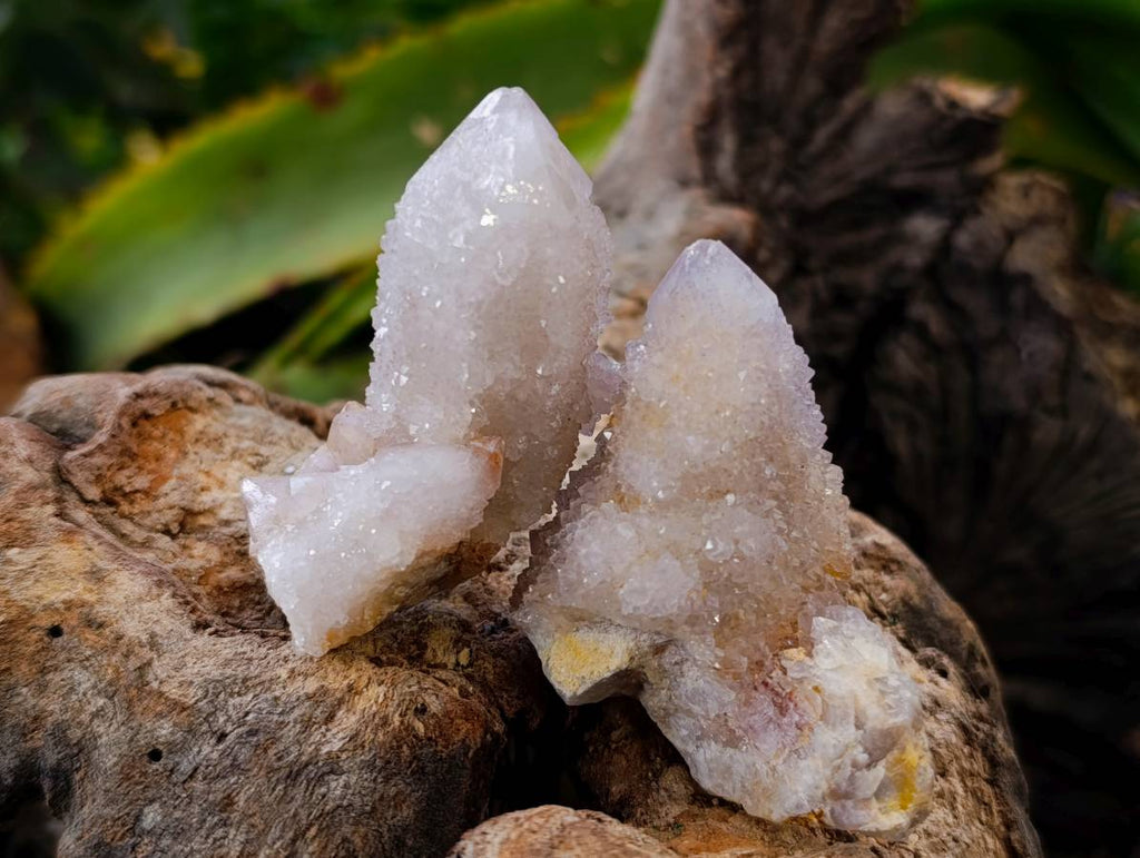 Natural Fairy Spirit Quartz Clusters x 20 From Boekenhouthoek, South Africa - Toprock Gemstones and Minerals 
