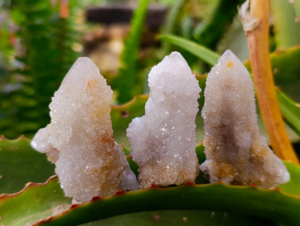 Natural Fairy Spirit Quartz Clusters x 20 From Boekenhouthoek, South Africa - Toprock Gemstones and Minerals 