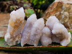 Natural Fairy Spirit Quartz Clusters x 20 From Boekenhouthoek, South Africa - Toprock Gemstones and Minerals 