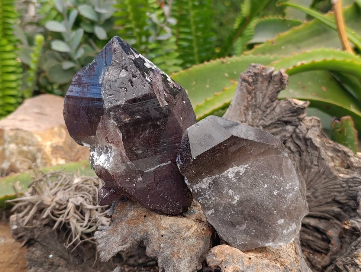 Natural Smokey Quartz Crystals x 6 From Mulanje, Malawi - Toprock Gemstones and Minerals 