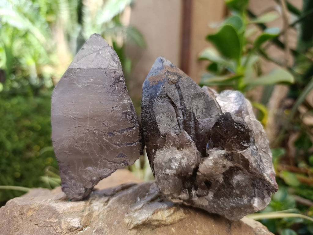 Natural Smokey Quartz Crystals x 6 From Mulanje, Malawi - Toprock Gemstones and Minerals 