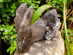 Natural Smokey Quartz Crystals x 6 From Mulanje, Malawi - Toprock Gemstones and Minerals 