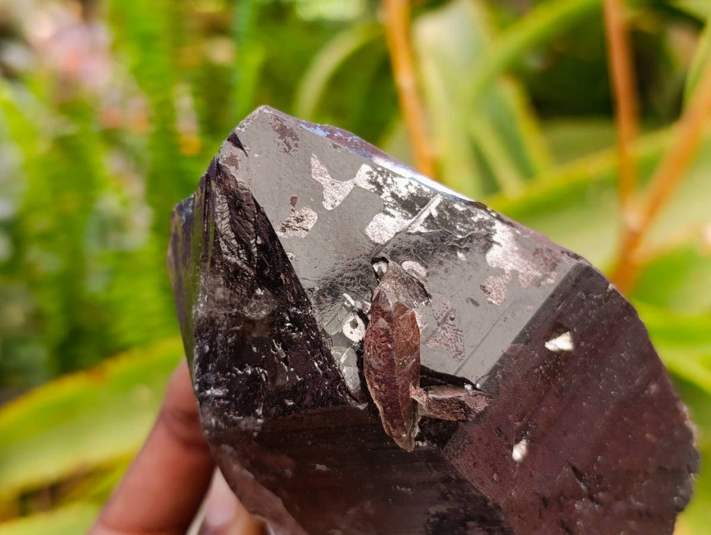 Natural Smokey Quartz Crystals x 6 From Mulanje, Malawi - Toprock Gemstones and Minerals 