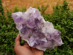 Natural Jacaranda Amethyst Quartz Crystal x 1 From Mumbwa, Zambia - Toprock Gemstones and Minerals 